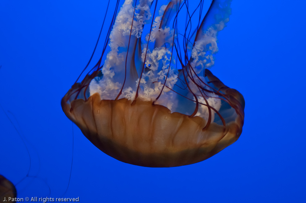 Monterey Bay Aquarium   Monterey, California
