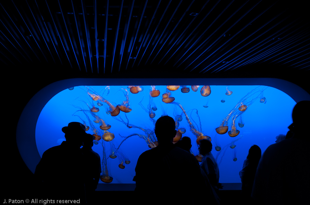 Monterey Bay Aquarium   Monterey, California