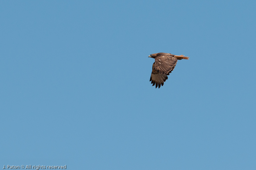 Red-tailed Hawk   San Luis National Wildlife Refuge, California