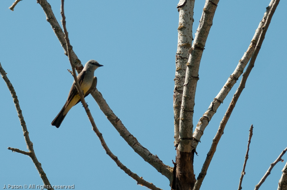 Western Kingbird?   Merced National Wildlife Refuge, California