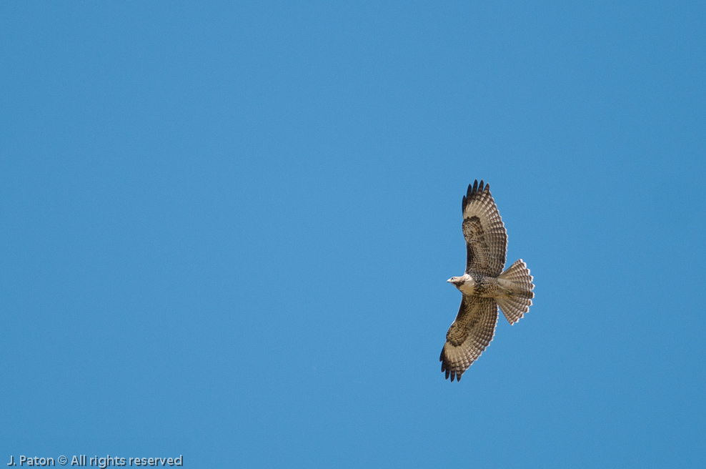 Swainson's Hawk   Merced National Wildlife Refuge, California