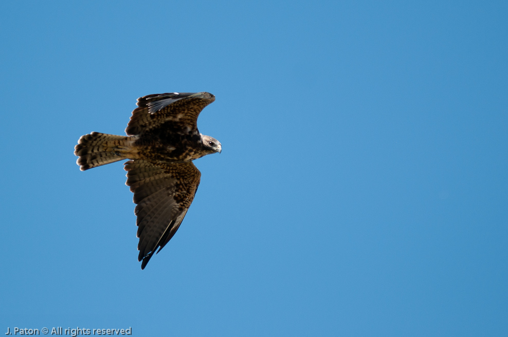 Swainson's Hawk?   Merced National Wildlife Refuge, California