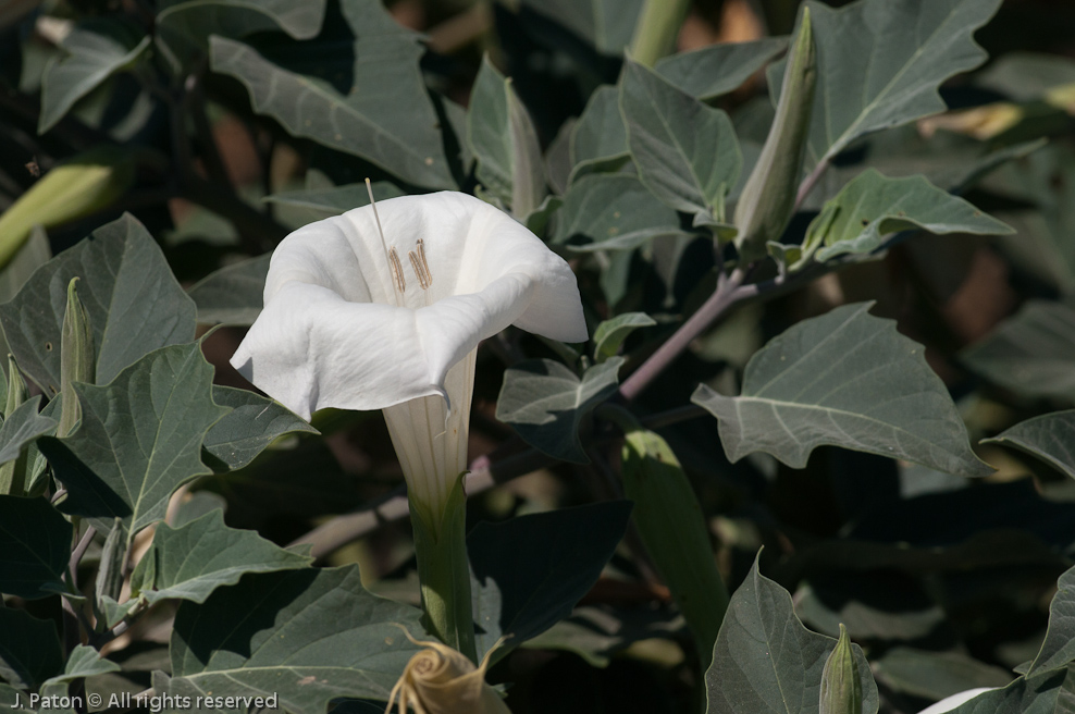 Meadowlark Nature Trail   Merced National Wildlife Refuge, California