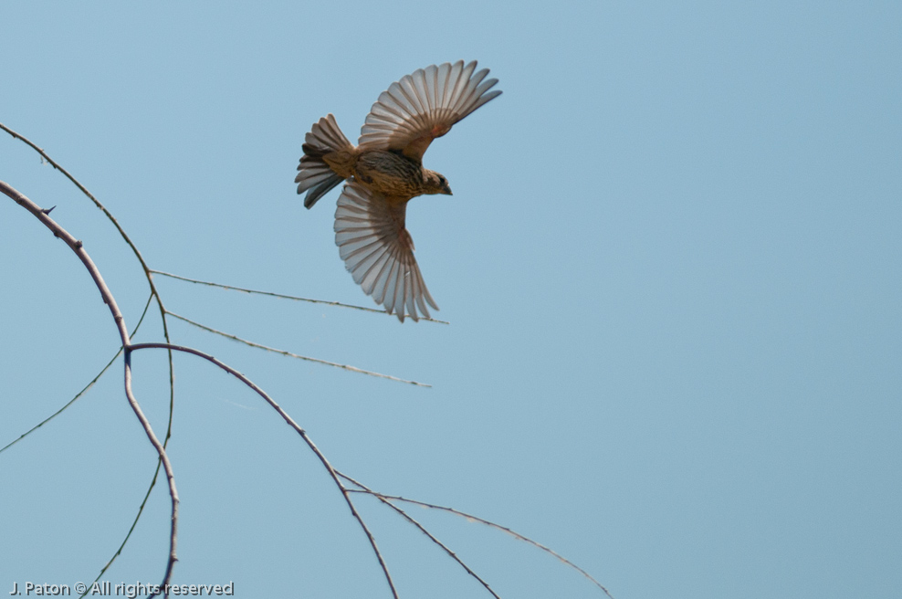 Unknown   Kestrel Nature Trail, Merced National Wildlife Refuge, California