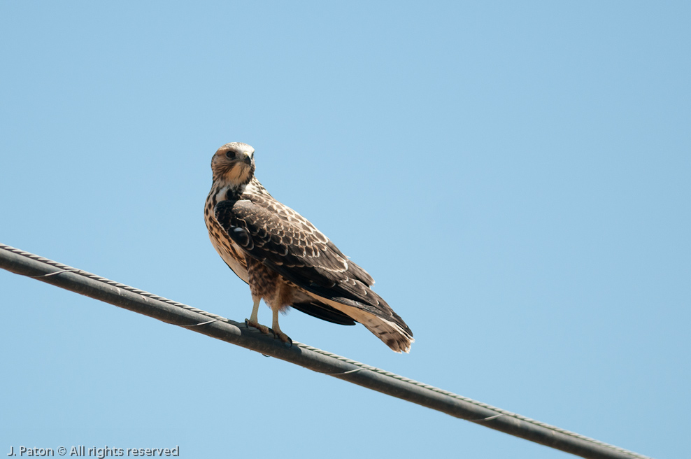 Swainson's Hawk   