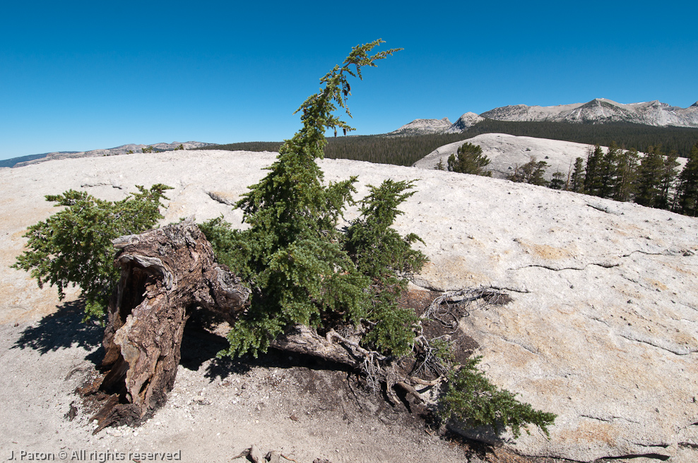    Lembert Dome, Yosemite National Park, California
