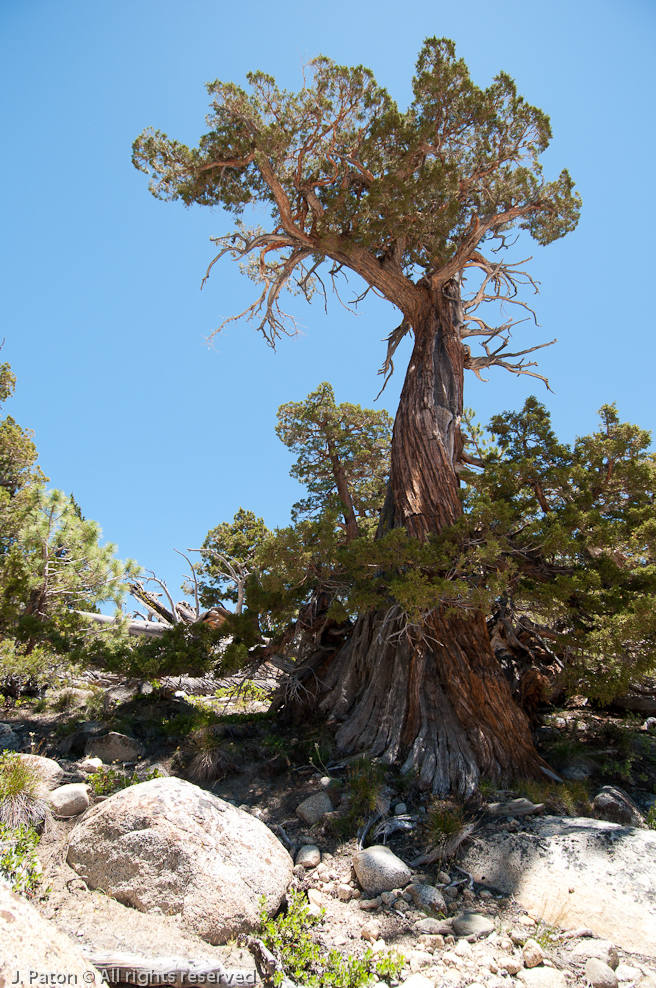 Juniper on Lembert Dome   Lembert Dome, Yosemite National Park, California