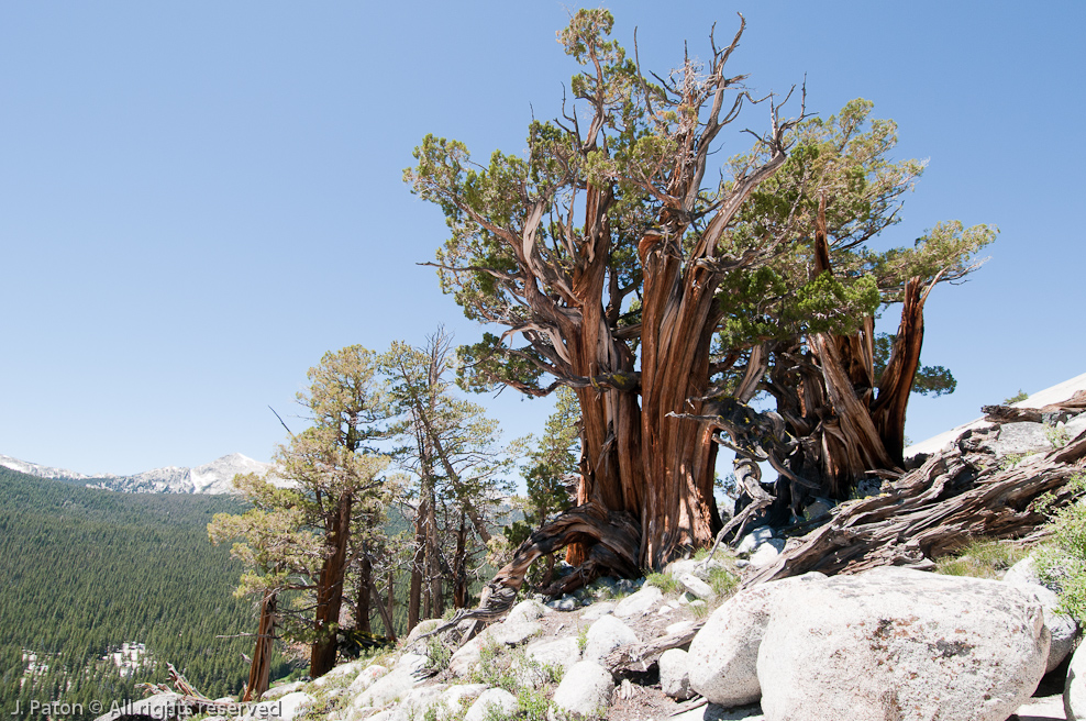 Old Juniper on Lembert Dome   Lembert Dome, Yosemite National Park, California