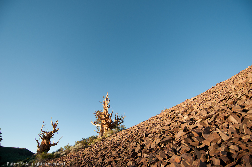 Shadows   Discovery Trail,  Schulman Grove, Inyo National Forest, California