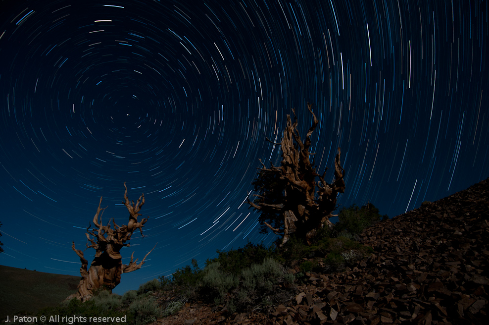 Bristlecone Pines and Star Trails Illuminated by Moonlight   Discovery Trail,  Schulman Grove, Inyo National Forest, California