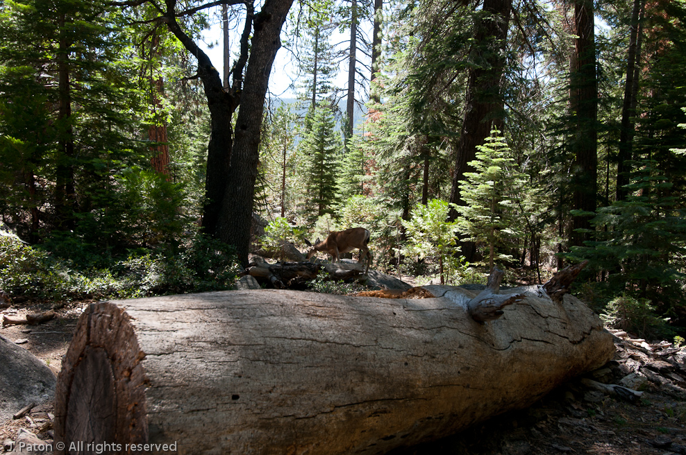 Deer   Yosemite National Park, California