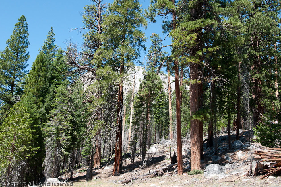 Half Dome (probably)   Yosemite National Park, California