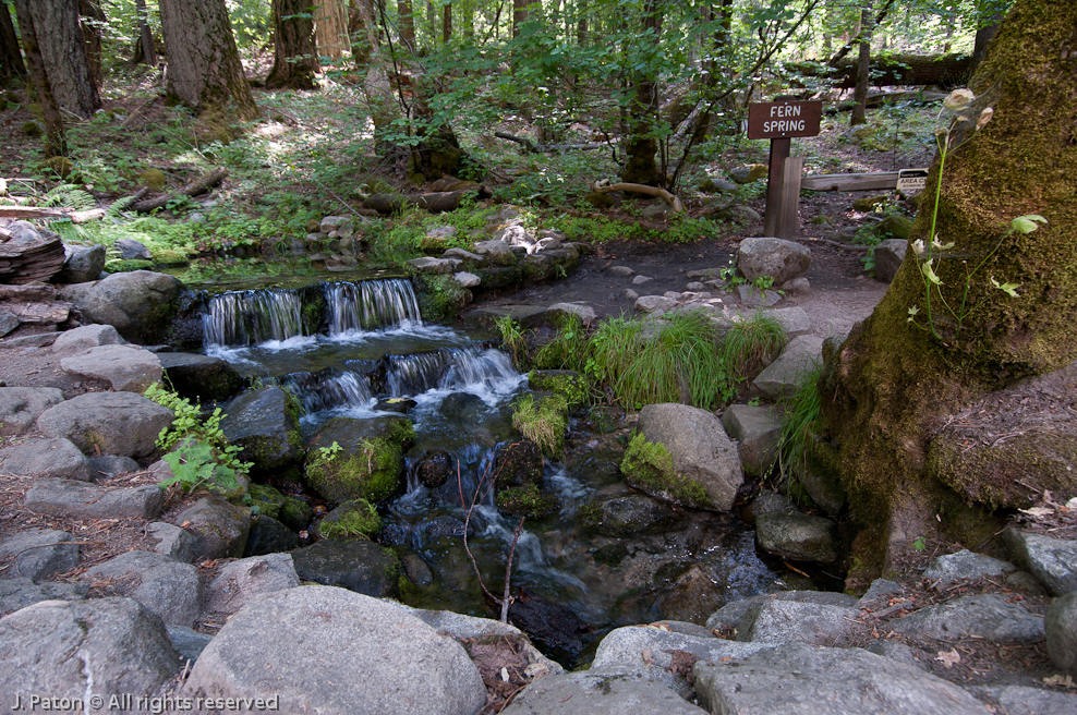 Fern Spring   
