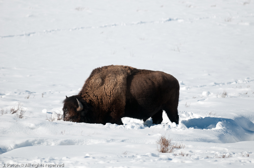 Bison Meal Time   Mammoth Hot Springs Area, Yellowstone National Park, Wyoming