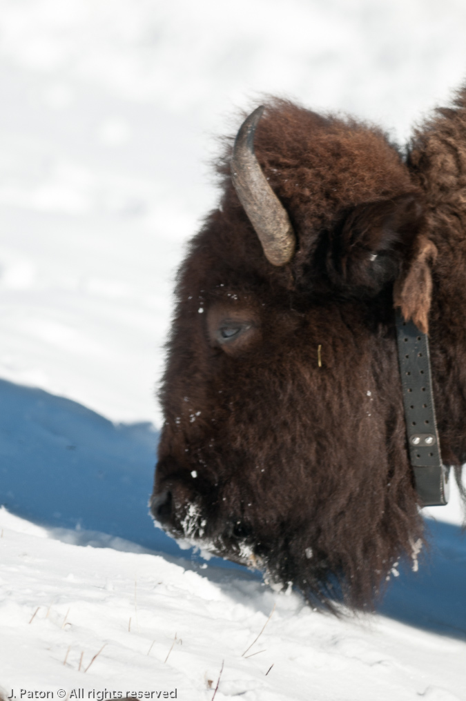 Bison Radio Collar   Mammoth Hot Springs Area, Yellowstone National Park, Wyoming