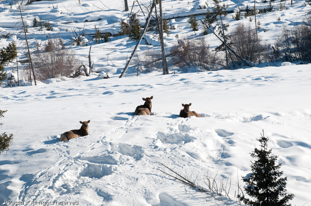 Elk Near Mammoth Hot Springs   Mammoth Hot Springs Area, Yellowstone National Park, Wyoming