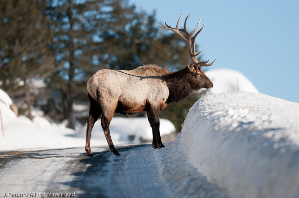 Elk on Road   Lamar Valley, Yellowstone National Park, Wyoming