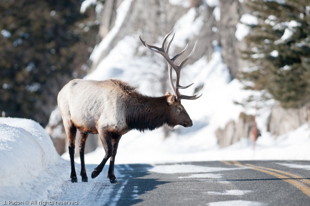 Elk on Road   