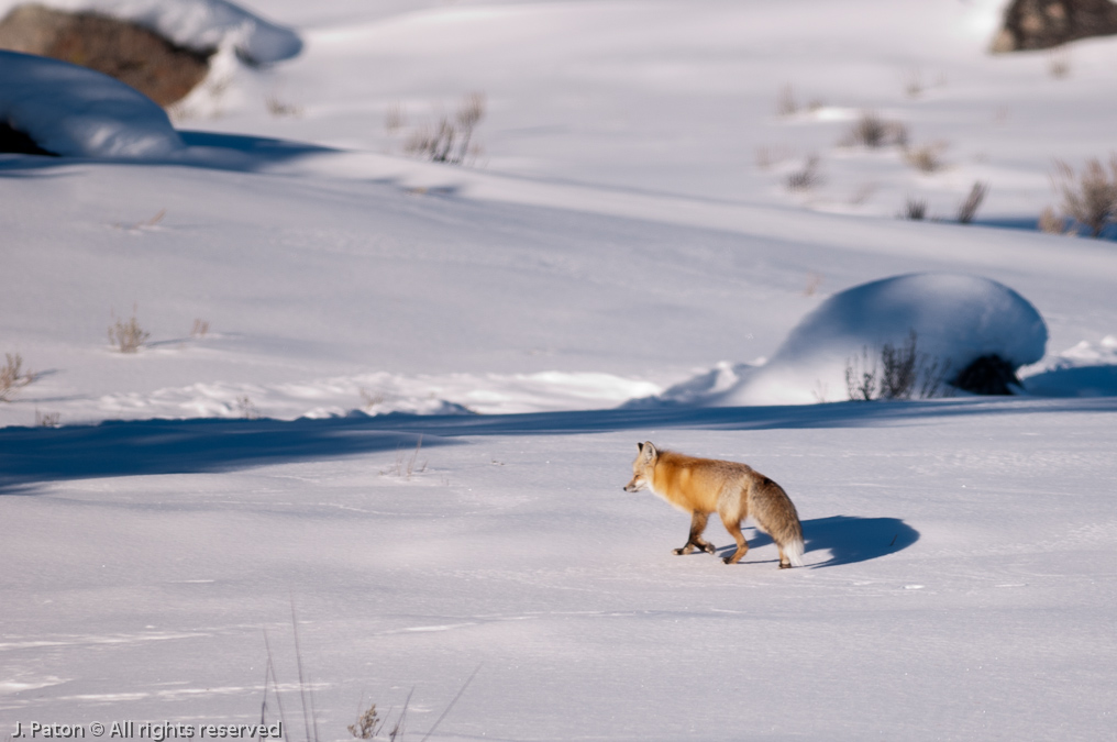 Fox   Near Lamar Valley, Yellowstone National Park, Wyoming