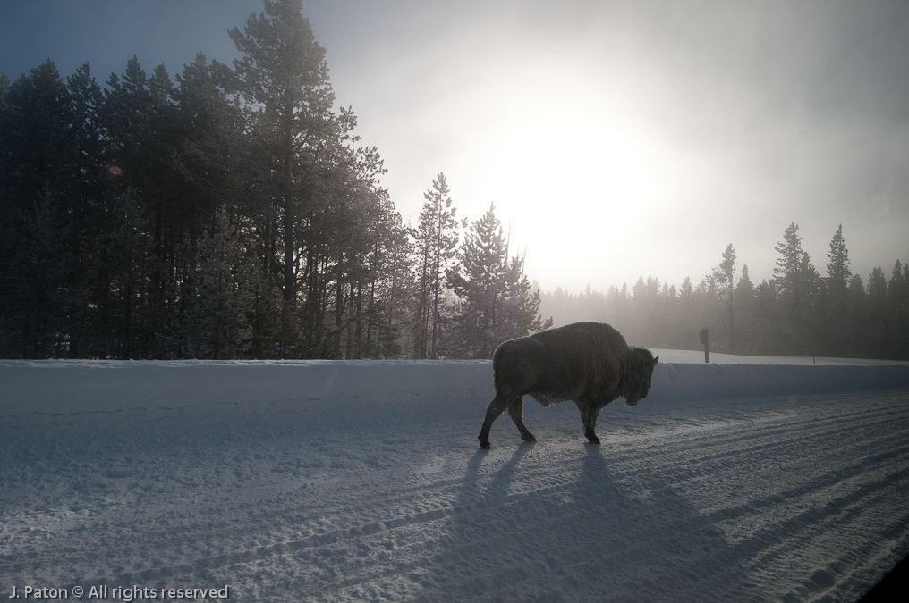 Bison   Yellowstone National Park, Wyoming
