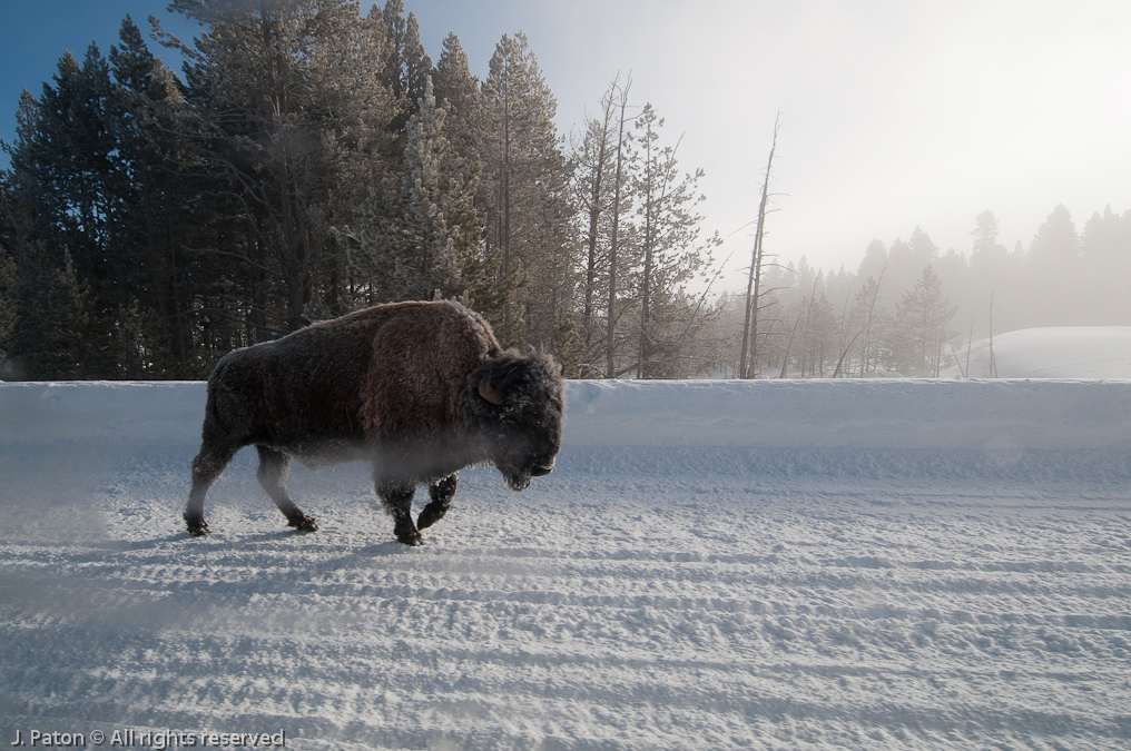    Yellowstone National Park, Wyoming