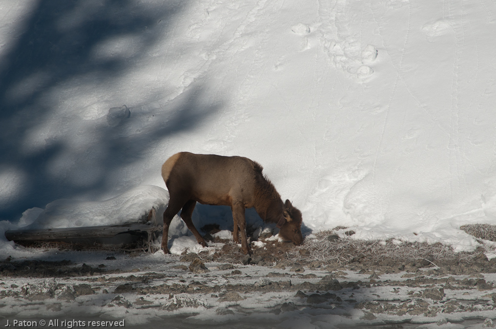 Young Elk with Radio Collar   Firehole Canyon Road, Yellowstone National Park, Wyoming