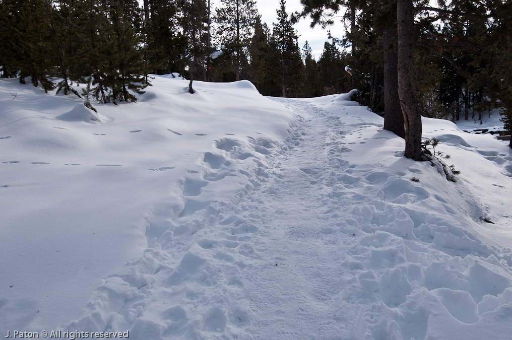 Trail to Observation Point   Old Faithful Area, Yellowstone National Park, Wyoming