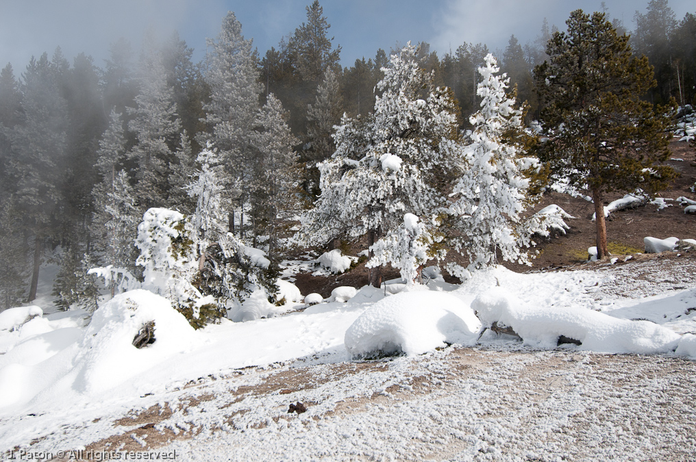Trees Near Solitary Geyser   Old Faithful Area, Yellowstone National Park, Wyoming