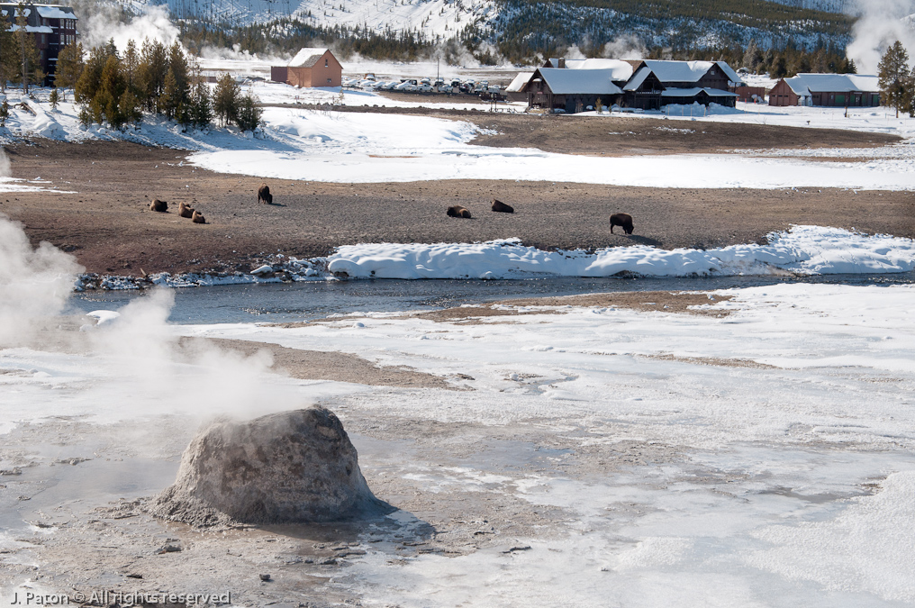 Bison and Beehive Geyser   Old Faithful Area, Yellowstone National Park, Wyoming