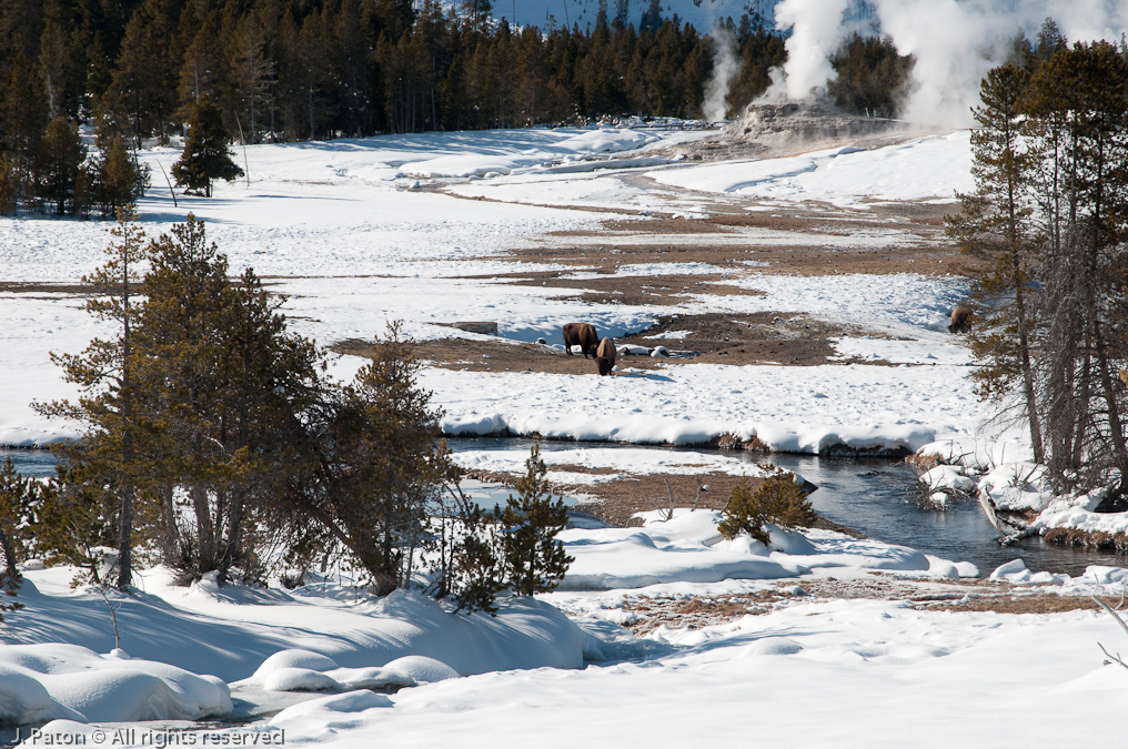 Bison and Castle Geyser   Old Faithful Area, Yellowstone National Park, Wyoming