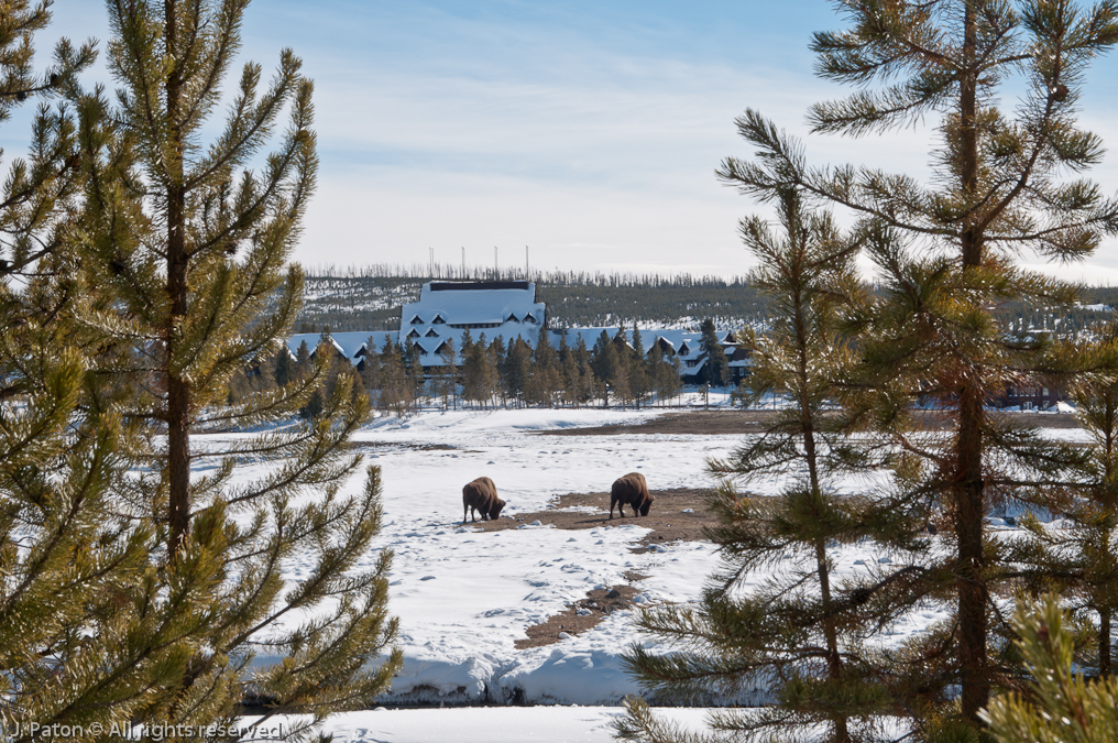 Bison and Old Faithful Inn   Old Faithful Area, Yellowstone National Park, Wyoming