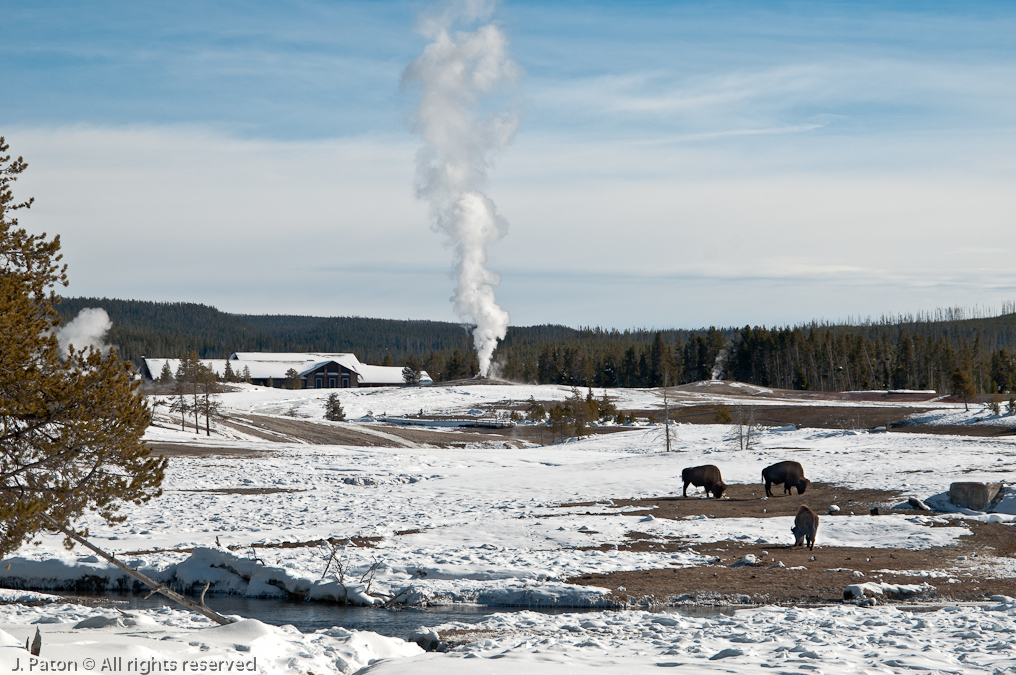 Bison, Old Faithful Lodge, and Geyser   Old Faithful Area, Yellowstone National Park, Wyoming