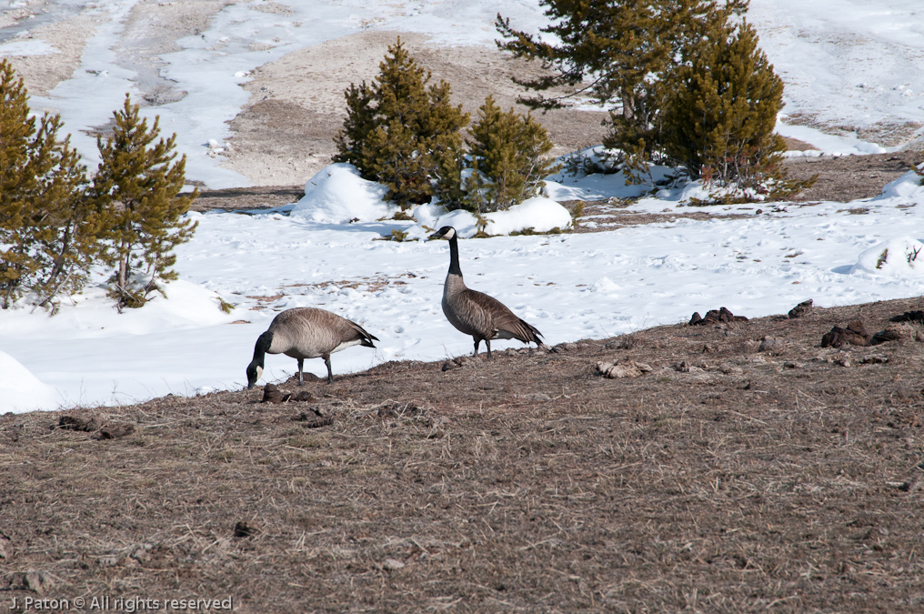 Canadian Geese   Old Faithful Area, Yellowstone National Park, Wyoming