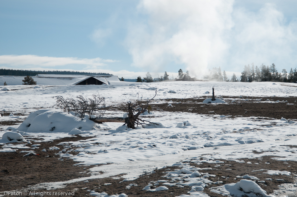 Fallen Tree Behind Old Faithful Geyser   Old Faithful Area, Yellowstone National Park, Wyoming