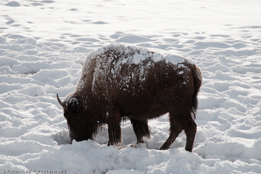 Snow Capped Bison   Old Faithful Area, Yellowstone National Park, Wyoming