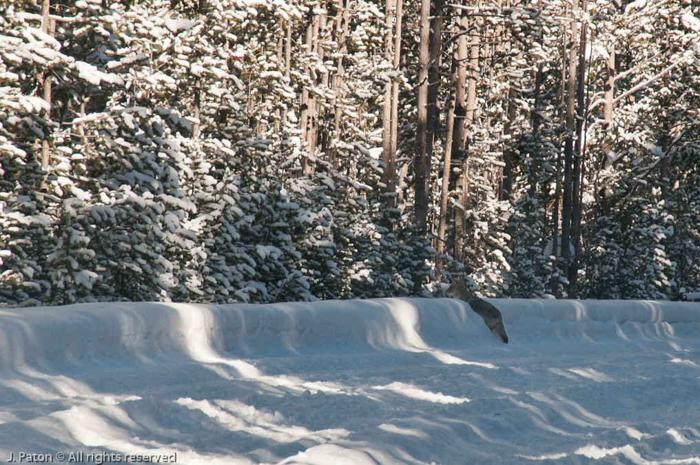 Coyote Pauses on Chase   Yellowstone National Park, Wyoming