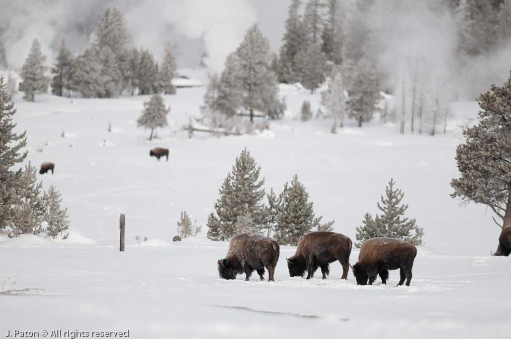 Upper Geyser Basin Bison   Old Faithful Area, Yellowstone National Park, Wyoming