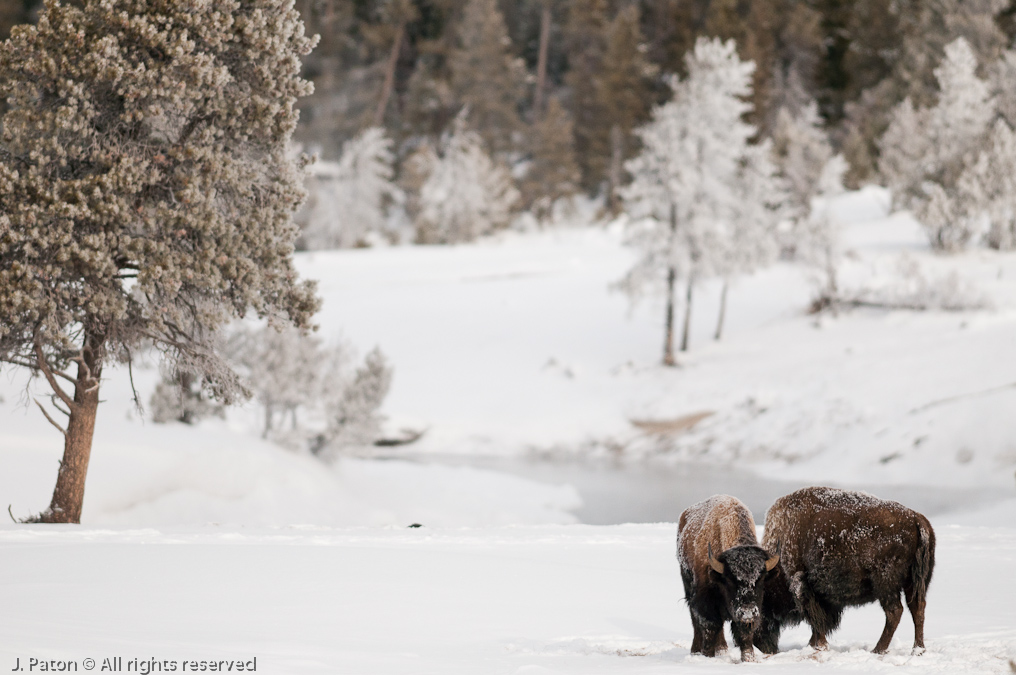 Upper Geyser Basin Bison   Old Faithful Area, Yellowstone National Park, Wyoming