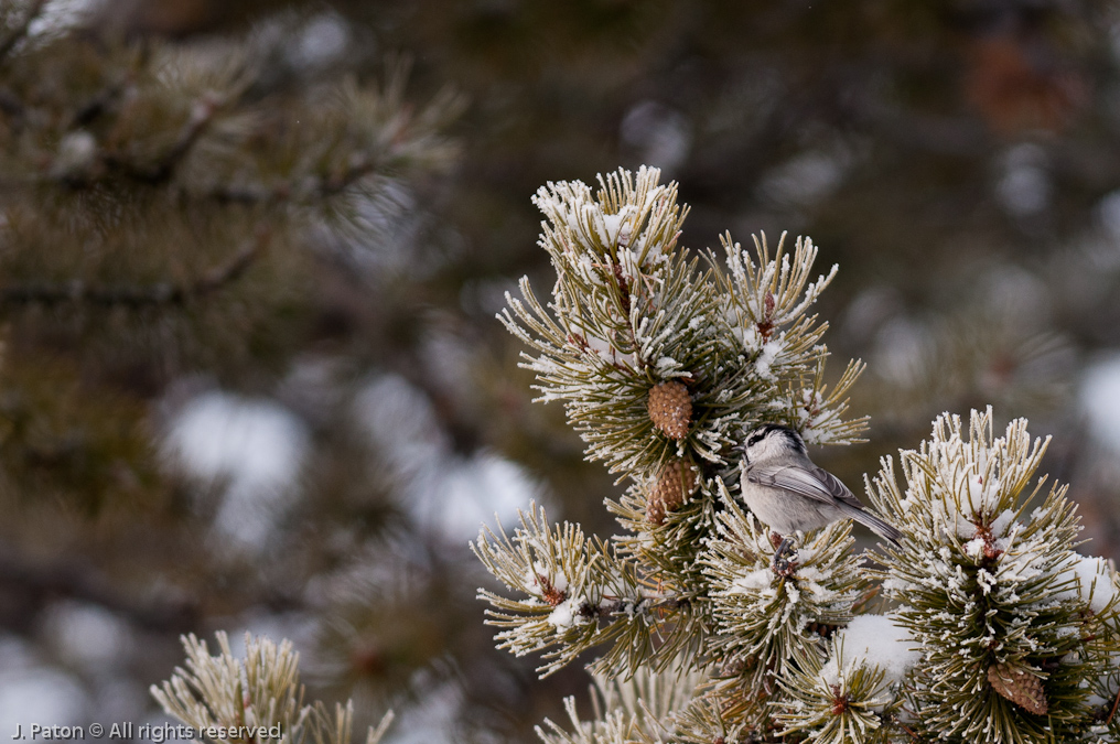 Mountain Chickadee   Old Faithful Area, Yellowstone National Park, Wyoming