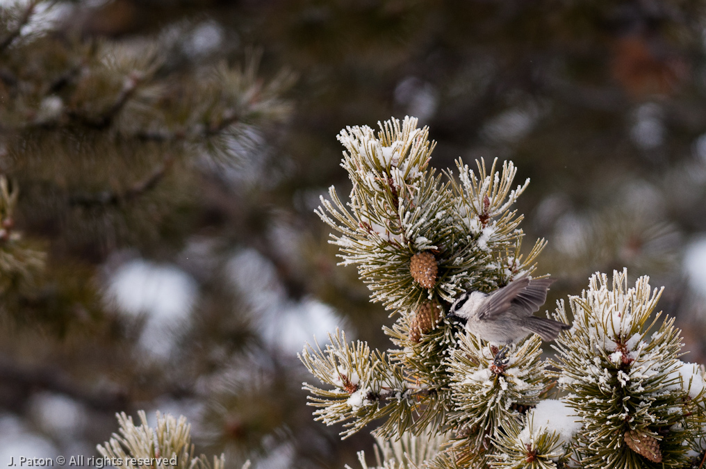 Mountain Chickadee   Old Faithful Area, Yellowstone National Park, Wyoming