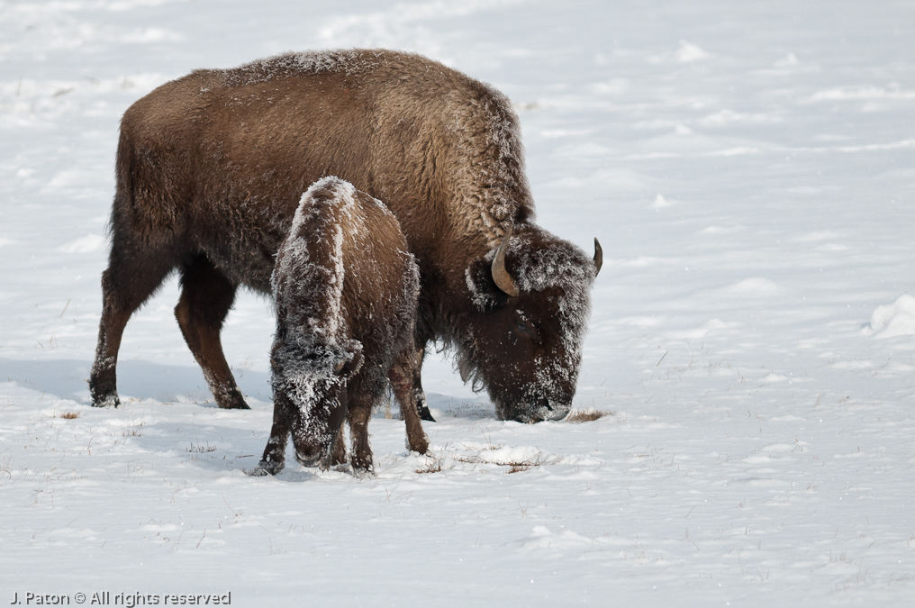 Snowy Bison   Upper Geyser Basin, Yellowstone National Park, Wyoming