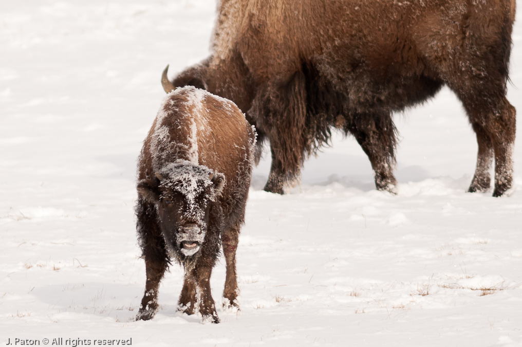 Upper Geyser Basin Bison   Old Faithful Area, Yellowstone National Park, Wyoming