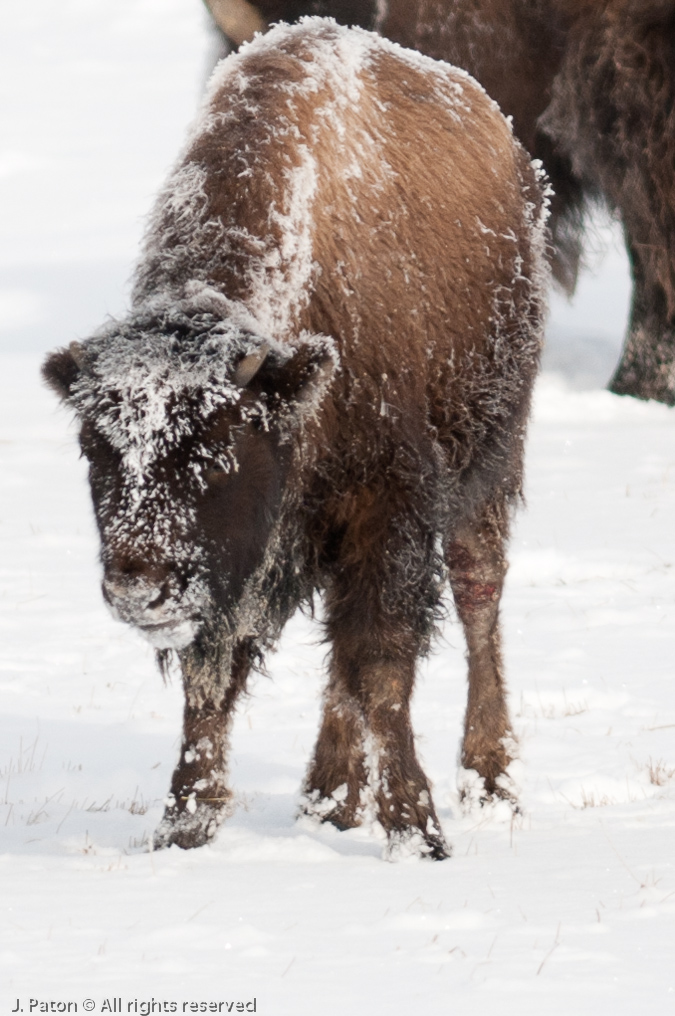 Upper Geyser Basin Bison   Old Faithful Area, Yellowstone National Park, Wyoming