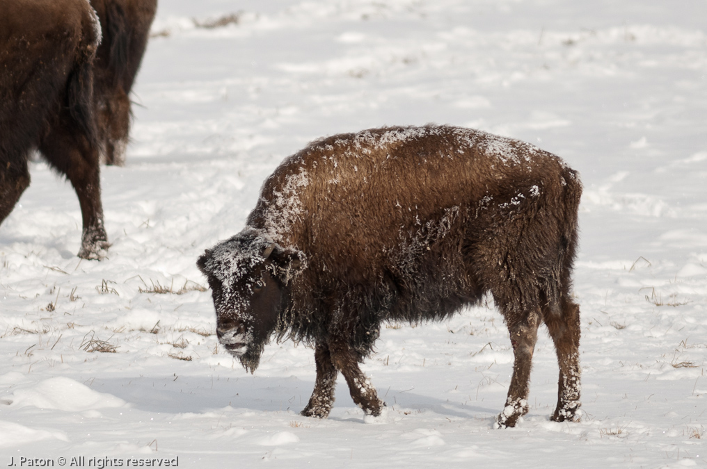 Upper Geyser Basin Bison   Old Faithful Area, Yellowstone National Park, Wyoming