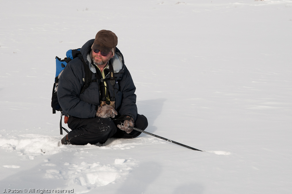    Lamar Valley, Yellowstone National Park, Wyoming