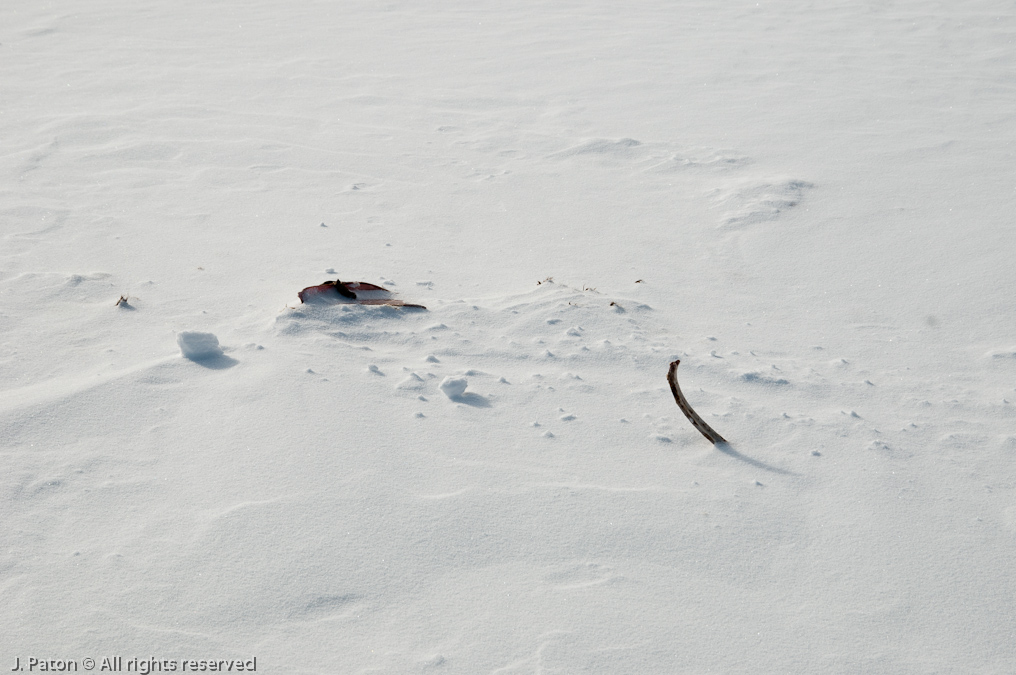 Carcass Parts   Lamar Valley, Yellowstone National Park, Wyoming