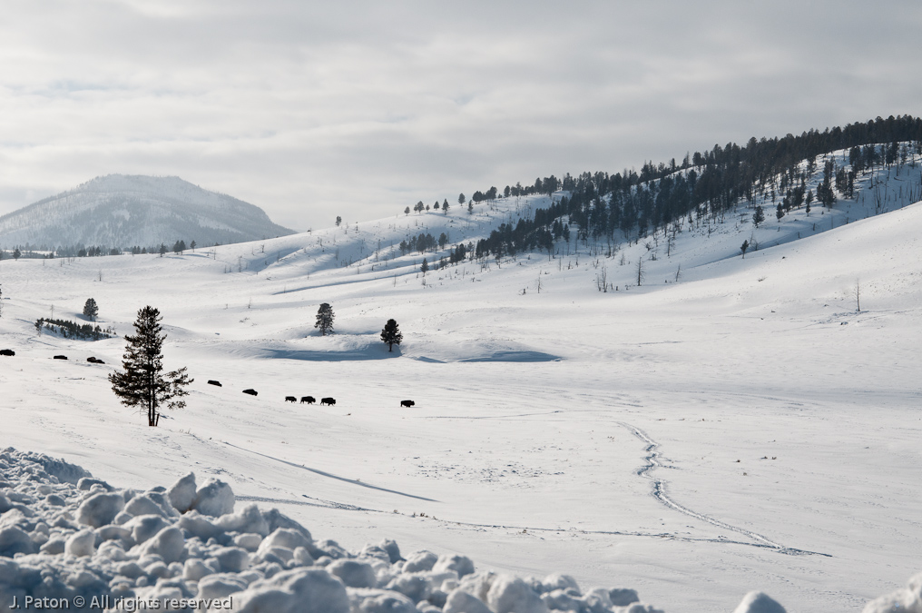 Back at the Van   Lamar Valley, Yellowstone National Park, Wyoming