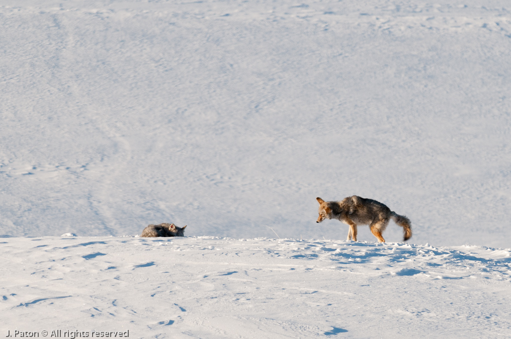 Coyote Sequence   Lamar Valley, Yellowstone National Park, Wyoming