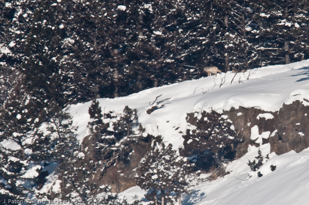    Lamar Valley, Yellowstone National Park, Wyoming