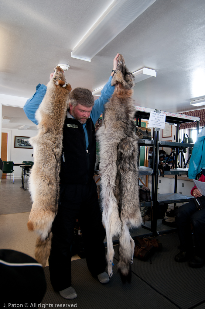 Coyote and Wolf Petls   Lamar Valley, Yellowstone National Park, Wyoming